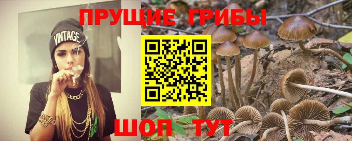 Псилоцибиновые грибы Psilocybe Юрга